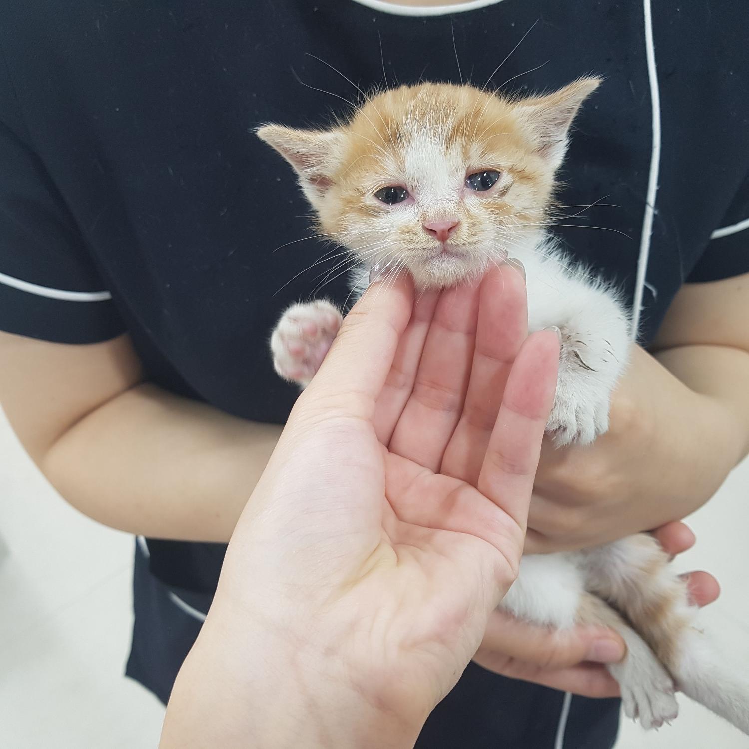 보호중 한국 고양이…